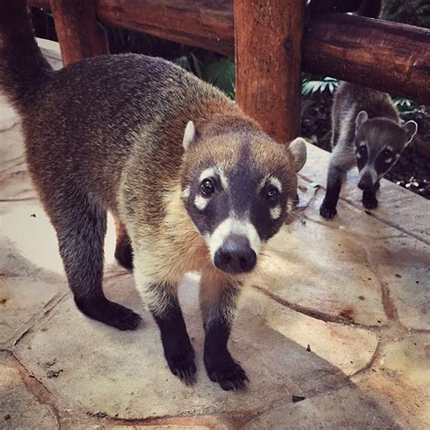 animals in mexico riviera maya|animals in riviera maya resorts.